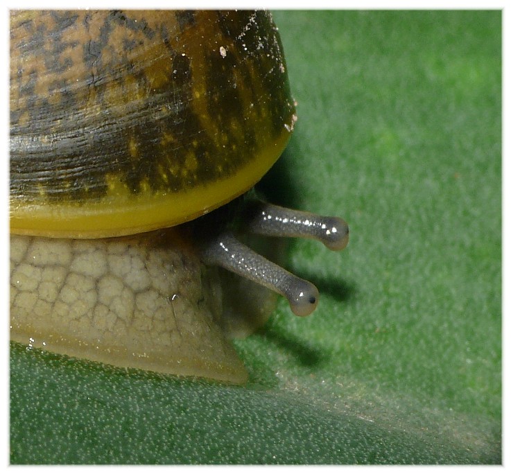 Ma che occhi grandi che hai............(due)